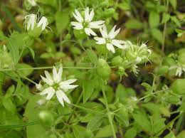 Attēlu rezultāti vaicājumam “Silene baccifera fruit”