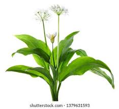 Image result for Allium ursinum