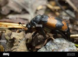 Attēlu rezultāti vaicājumam “Nicrophorus investigator imago”