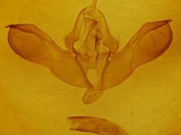 Attēlu rezultāti vaicājumam “Lithomoia solidaginis”