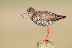 Attēlu rezultāti vaicājumam “Tringa totanus adult”