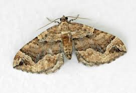 Attēlu rezultāti vaicājumam “Pelurga comitata”