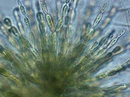 Attēlu rezultāti vaicājumam “Batrachospermum moniliforme”