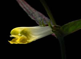 Attēlu rezultāti vaicājumam “Melampyrum pratense bud”