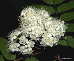 Attēlu rezultāti vaicājumam “Sorbus”