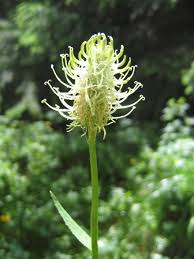 Attēlu rezultāti vaicājumam “Phyteuma spicatum bud”