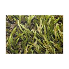 Attēlu rezultāti vaicājumam “Leucodon sciuroides”