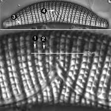 Attēlu rezultāti vaicājumam “Epirhoe tristata”