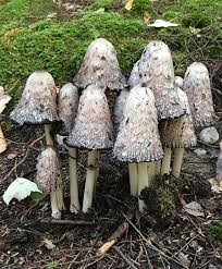 Image result for coprinus