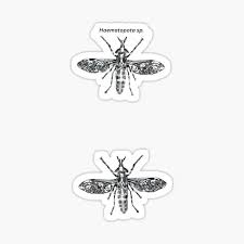 Attēlu rezultāti vaicājumam “Haematopota sp.”