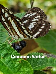 Attēlu rezultāti vaicājumam “Papilio machaon upperside”