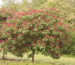 Attēlu rezultāti vaicājumam “Aesculus”