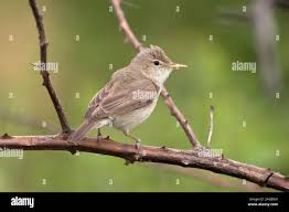 Image result for Hippolais pallida