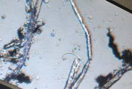 Attēlu rezultāti vaicājumam “Hyaloscypha hyalina”