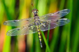 Attēlu rezultāti vaicājumam “Cordulidae”