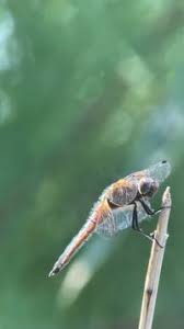 Attēlu rezultāti vaicājumam “Libellula fulva”