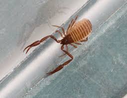 Attēlu rezultāti vaicājumam “Chelifer cancroides”