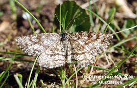 Attēlu rezultāti vaicājumam “Ematurga atomaria”