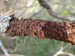 Attēlu rezultāti vaicājumam “Melanohalea olivacea”