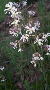 Attēlu rezultāti vaicājumam “Silene nutans flower”