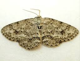 Attēlu rezultāti vaicājumam “Ectropis crepuscularia”