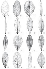 Attēlu rezultāti vaicājumam “Cnidium dubium leaf”