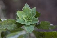 Attēlu rezultāti vaicājumam “Rhabdophaga rosaria”