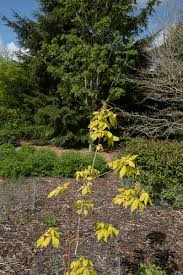 Attēlu rezultāti vaicājumam “Aesculus x neglecta”