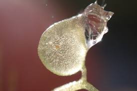 Attēlu rezultāti vaicājumam “Utricularia intermedia bud”