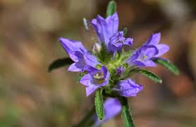 Image result for Campanula lingulata