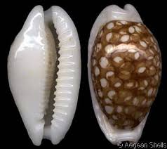 Attēlu rezultāti vaicājumam “Cribraria oregana macro”