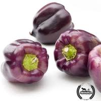 Afbeeldingsresultaat voor purple beauty sweet pepper