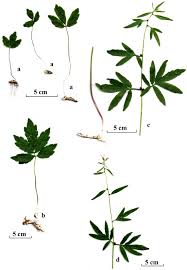 Attēlu rezultāti vaicājumam “Cardamine bulbifera leaf”