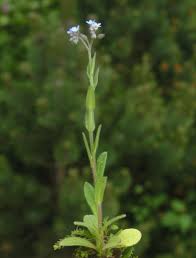 Attēlu rezultāti vaicājumam “Myosotis laxa subsp. baltica leaf”