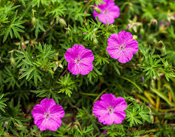 Attēlu rezultāti vaicājumam “Geranium sanguineum leaf”