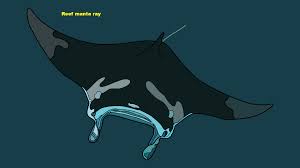 Image result for Mobula alfredi