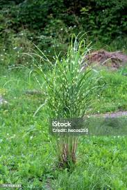 Image result for Miscanthus sinensis Zebrina