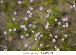 Attēlu rezultāti vaicājumam “Gypsophila muralis fruit”