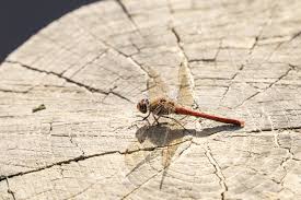 Attēlu rezultāti vaicājumam “Sympetrum sanguineum”