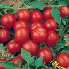 Afbeeldingsresultaat voor prudence purple tomato