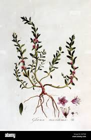 Attēlu rezultāti vaicājumam “Glaux maritima leaf”