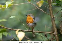 Attēlu rezultāti vaicājumam “Erithacus rubecula adult”