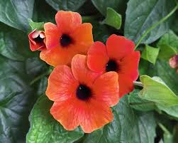 Image result for Thunbergia alata