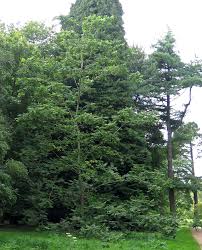 Attēlu rezultāti vaicājumam “Juglans mandshurica female flower”