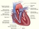 Congenital Heart Disease (Heart Defects) on MedicineNet