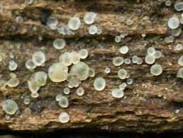 Attēlu rezultāti vaicājumam “Hyaloscypha hyalina”