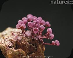 Attēlu rezultāti vaicājumam “Cribraria purpurea spores”