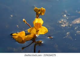 Attēlu rezultāti vaicājumam “Utricularia vulgaris leaf”