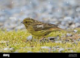 Attēlu rezultāti vaicājumam “Emberiza citrinella”