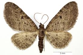 Attēlu rezultāti vaicājumam “Eupithecia venosata”